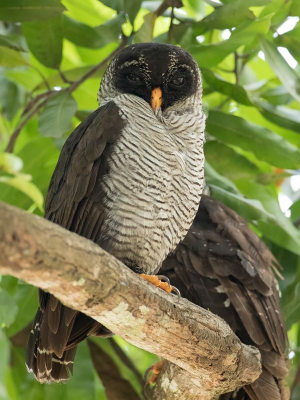 Black-and-white Owl - Zwartwitte Bosuil - Chouette  lignes noires