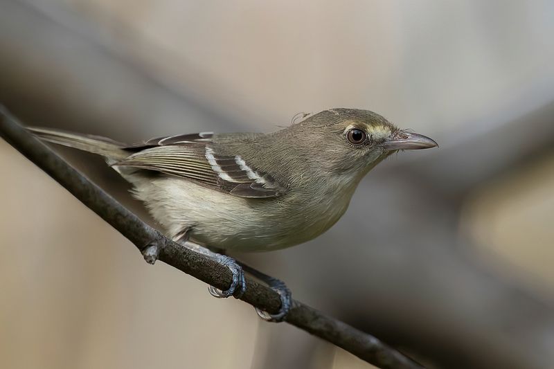 Mangrove Vireo - Mangrove-vireo - Viro des mangroves