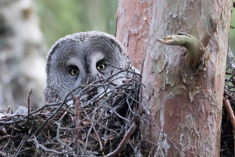 Great Grey Owl - Laplanduil - Chouette lapone