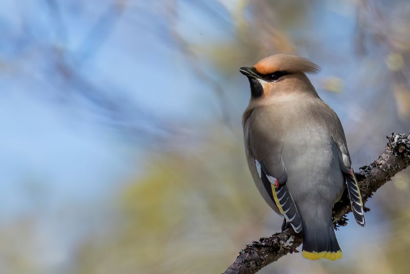 Bohemian Waxwing - Pestvogel - Jaseur boral