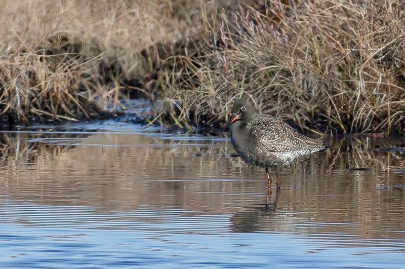 Spotted Redshank - Zwarte Ruiter - Chevalier arlequin
