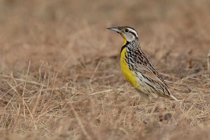 Eastern Meadowlark - Witkaakweidespreeuw - Sturnelle des prs