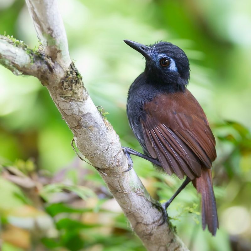 Chestnut-backed Antbird - Bruinrugmiervogel - Alapi  dos roux