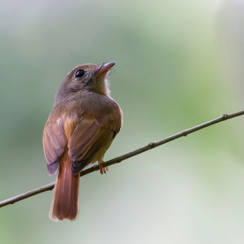 Ruddy-tailed Flycatcher - Roodstaarttiran - Barbichon rougequeue