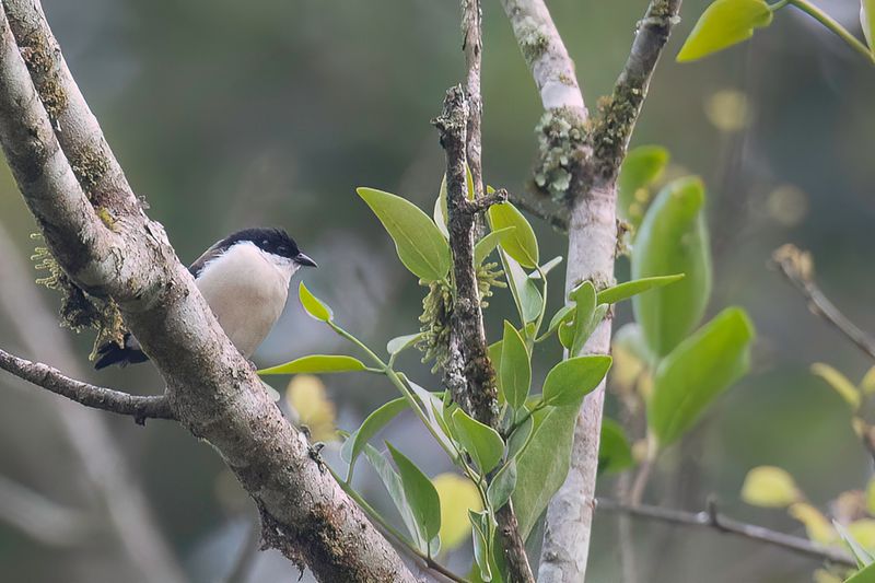 White-breasted Nigrita - Witborstnegervink - Nigrette  ventre blanc