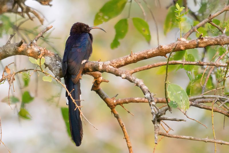 Birds of Malawi - Zambia - Tanzania 2012