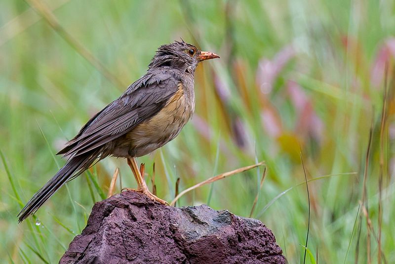 Kurrichane Thrush - Kurrichane-lijster - Merle kurrichane