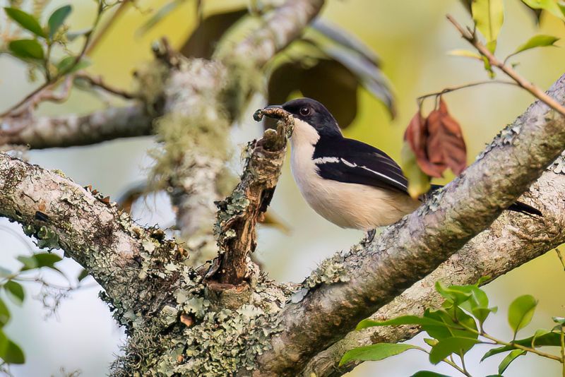 Tropical Boubou - Tropische Fiskaal - Grand Gonolek