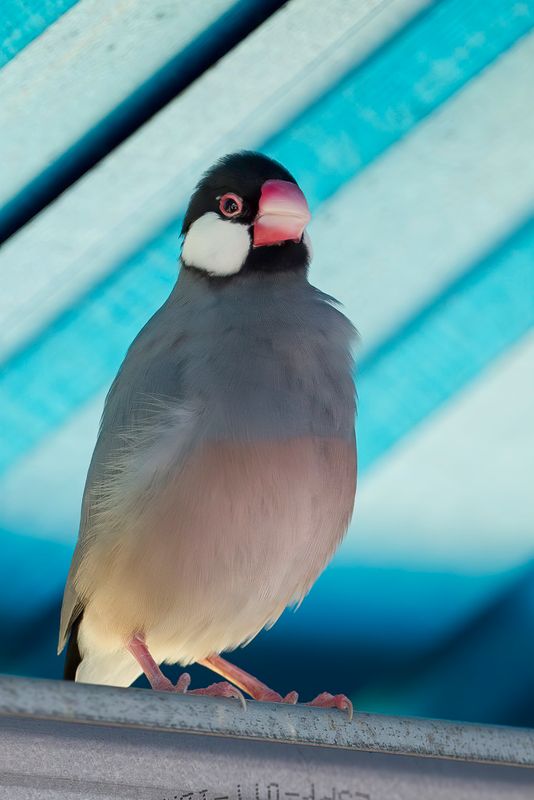 Java Sparrow - Rijstvogel - Padda de Java