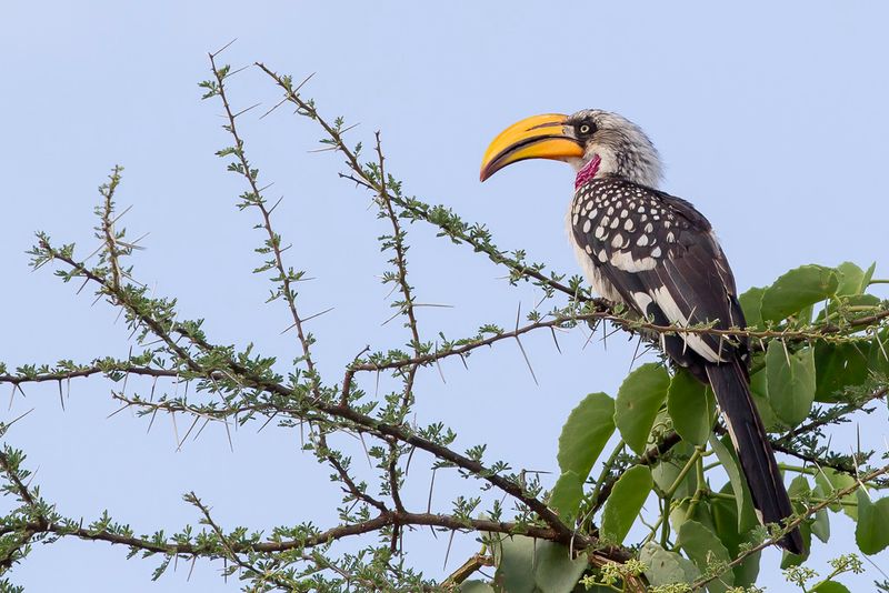 Eastern Yellow-billed Hornbill - Ethiopische Geelsnaveltok - Calao  bec jaune (m)
