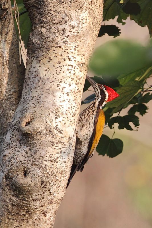 Greater Flameback - Grote Goudrugspecht - Pic  dos cramoisi