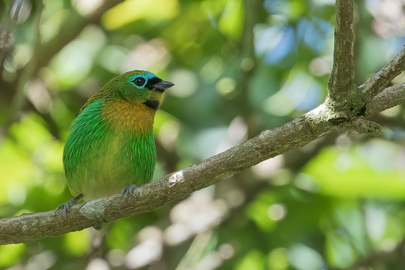 Brassy-breasted Tanager - Oranjeborsttangare - Calliste de Desmarest