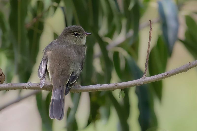 Small-headed Elaenia - Paran-elenia - Elnie sordide