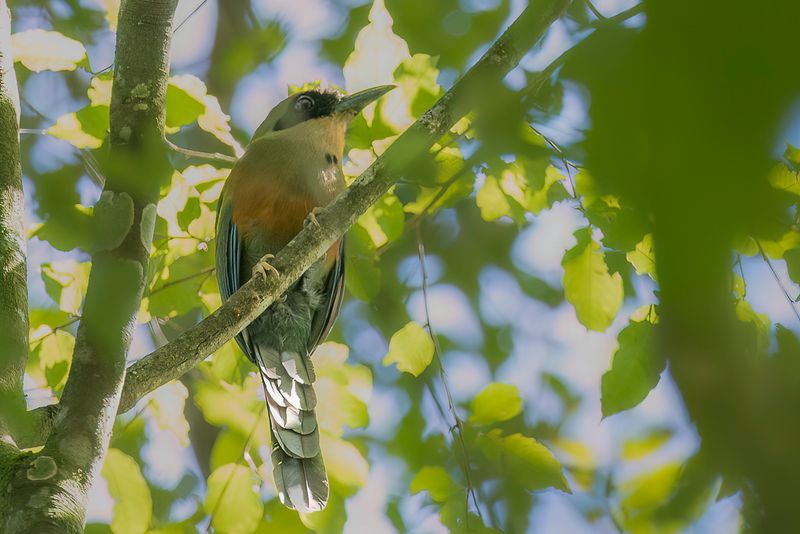 Rufous-capped Motmot - Roodkopmotmot - Motmot oranroux