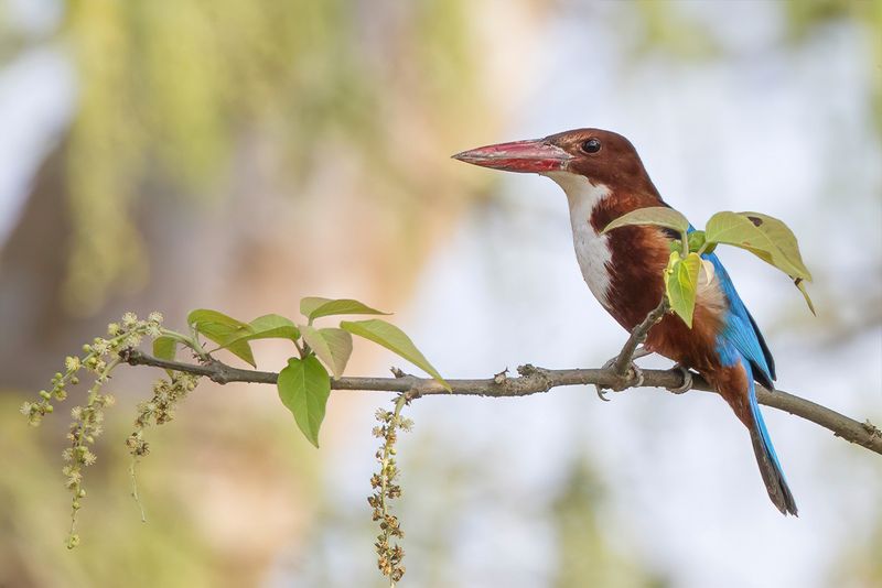 White-throated Kingfisher - Smyrnaijsvogel - Martin-chasseur de Smyrne