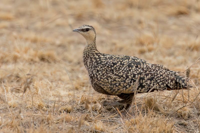 Yellow-throated Sandgrouse - Geelkeelzandhoen - Ganga  gorge jaune (f)