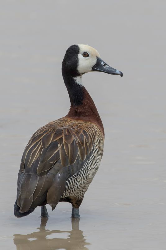 White-faced Whistling Duck - Witwangfluiteend - Dendrocygne veuf