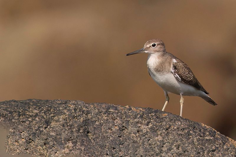 Birds of Guinea 2019/2020
