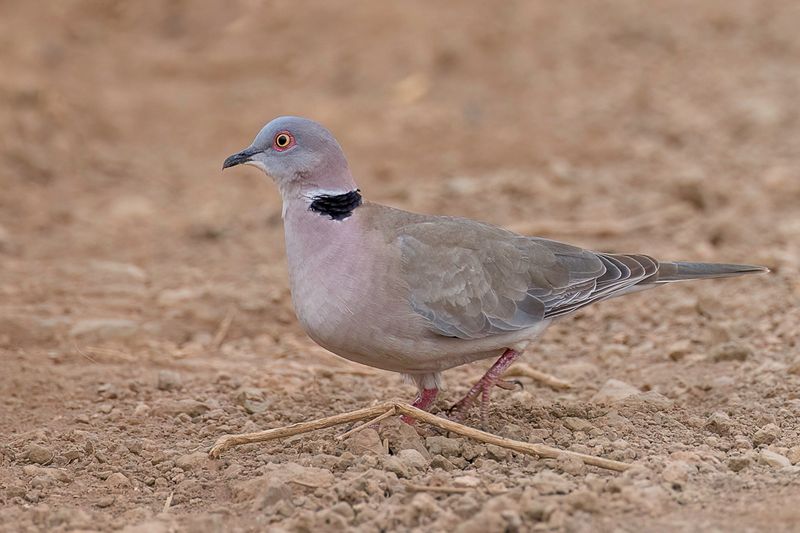 Mourning Collared Dove - Treurtortel - Tourterelle pleureuse