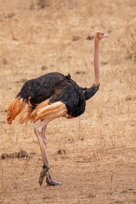 Common Ostrich - Struisvogel - Autruche dAfrique (m)