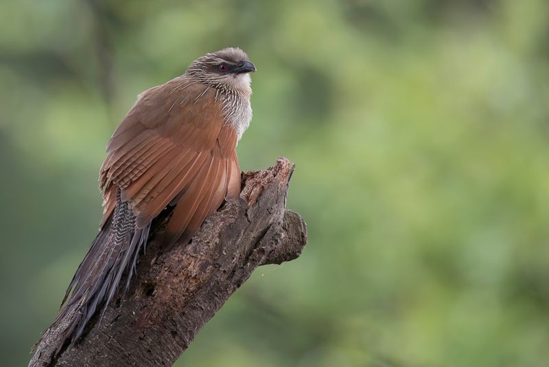 White-browed Coucal - Wenkbrauwspoorkoekoek - Coucal  sourcils blancs