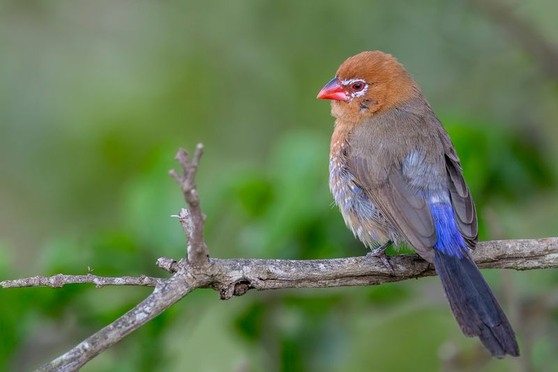 Purple Grenadier - Blauwbuikgranaatastrild - Cordonbleu violac (f)