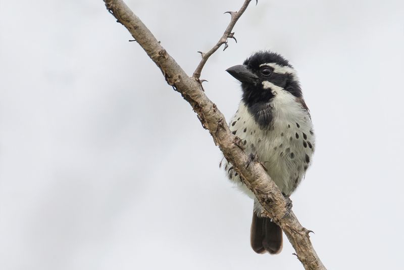 Spot-flanked Barbet - Rouwbaardvogel - Barbican funbre