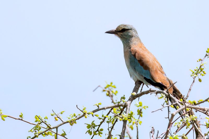 European Roller - Scharrelaar - Rollier dEurope