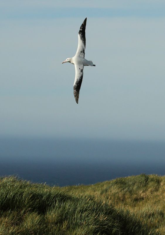 Birds of Subantarctic islands and Antarctica 2010