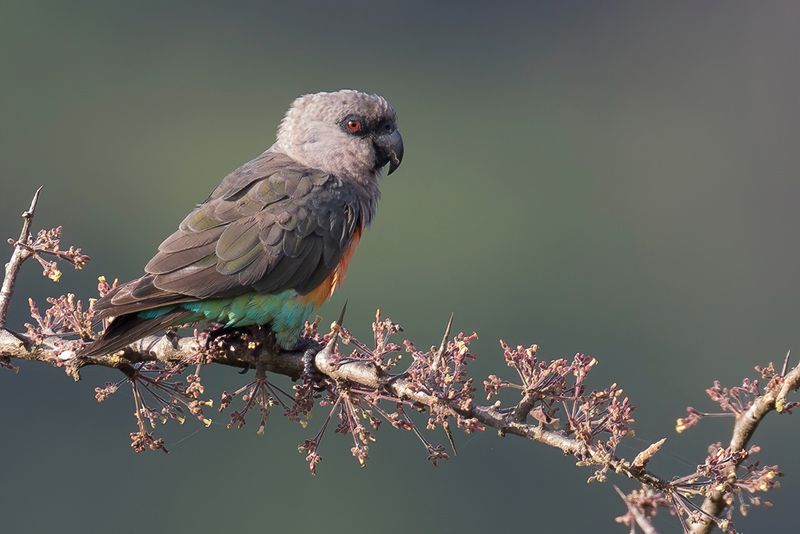 Red-bellied Parrot - Roodbuikpapegaai - Perroquet  ventre rouge (m)