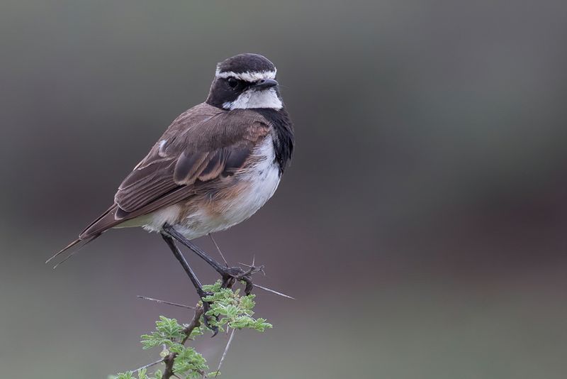 Capped Wheatear - Aardtapuit - Traquet du Cap
