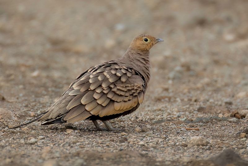 Chestnut-bellied Sandgrouse - Roodbuikzandhoen - Ganga  ventre brun (m)