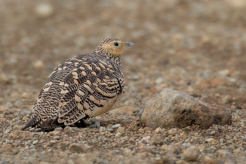 Chestnut-bellied Sandgrouse - Roodbuikzandhoen - Ganga  ventre brun (f)