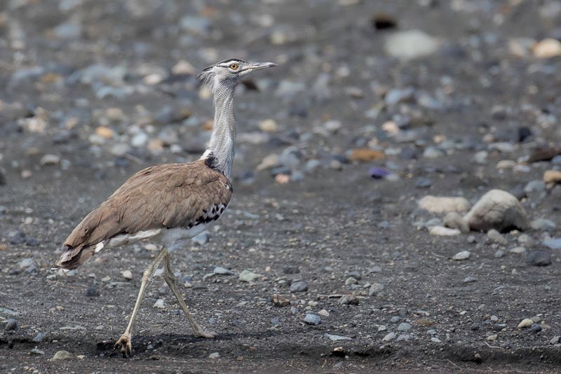Kori Bustard - Koritrap - Outarde kori