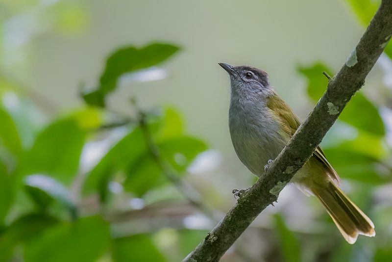 Mountain Greenbul - Oostelijke Grijskeelbuulbuul - Bulbul  tte sombre