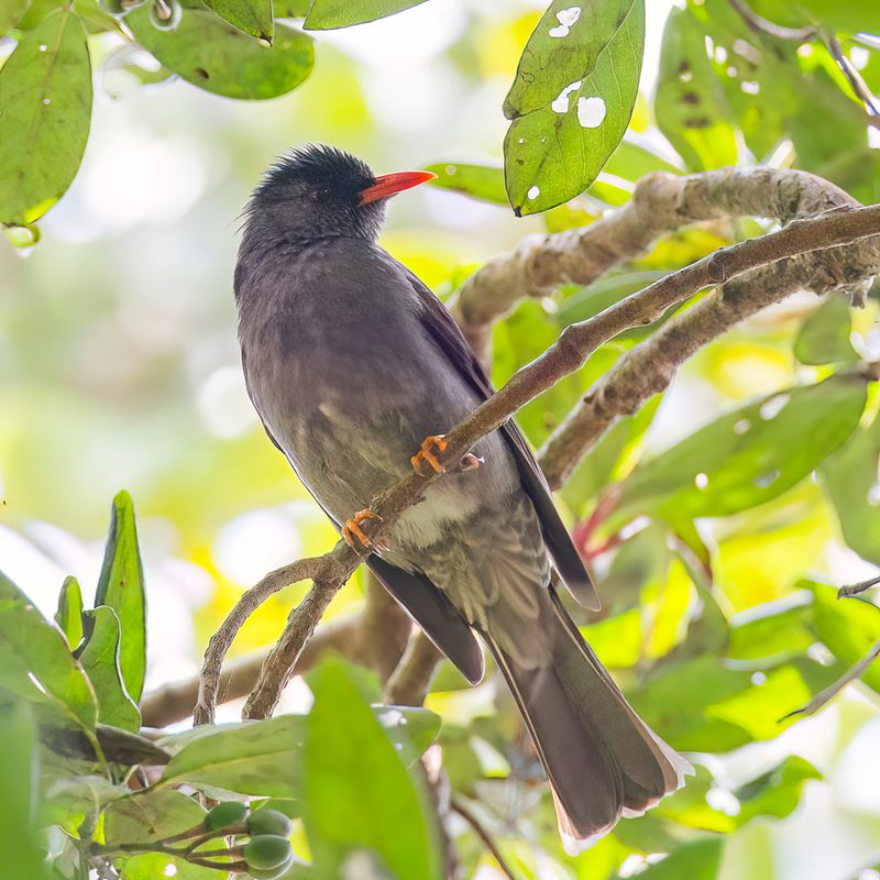 Square-tailed Bulbul - Ghatsbuulbuul - Bulbul des Ghats