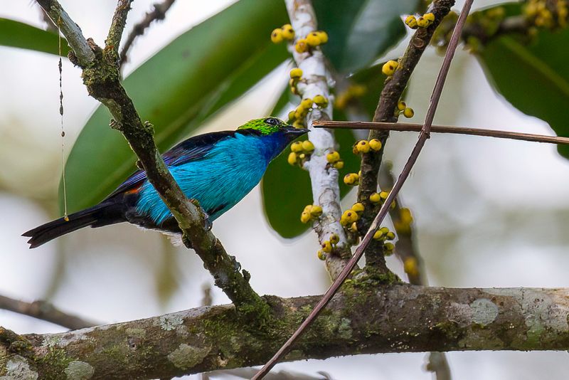 Paradise Tanager - Paradijstangare - Calliste septicolore