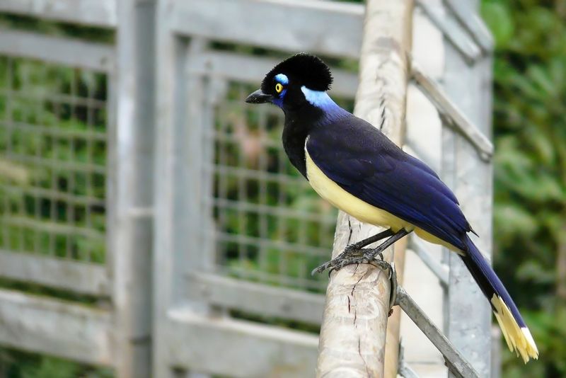 Plush-crested Jay - Pluchekapgaai - Geai acah