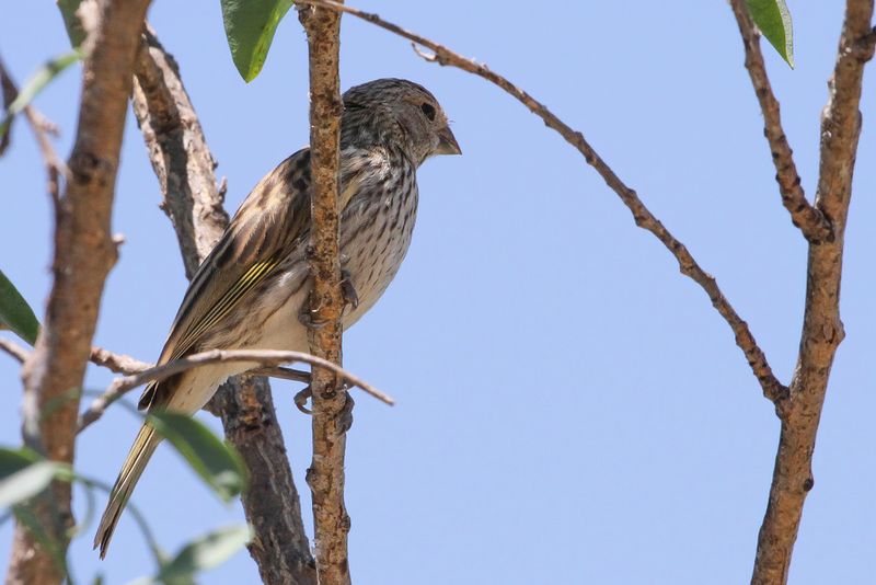 Saffron Finch - Gewone Saffraangors - Sicale bouton-dor (f)