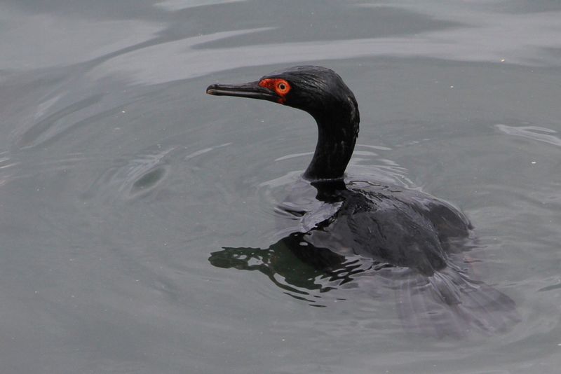 Birds of Argentina 2008/2010