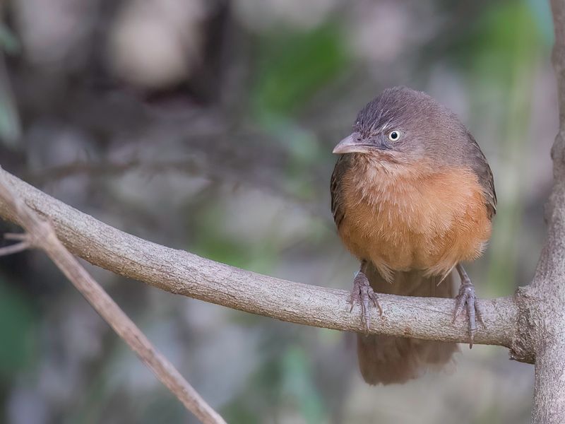 Rufous Chatterer - Rosse Babbelaar - Cratrope rubigineux