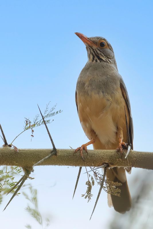 Bare-eyed Thrush - Brillijster - Merle cendr