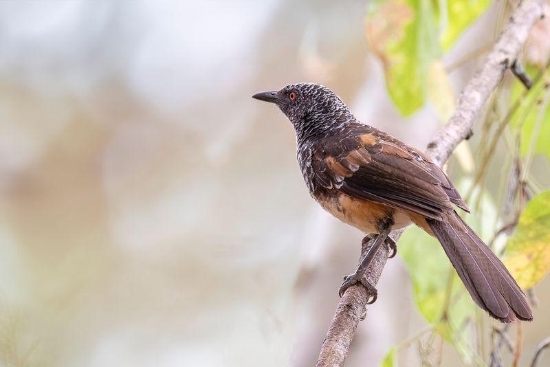 HIndes Babbler - Hindes Babbelaar - Cratrope de Hinde