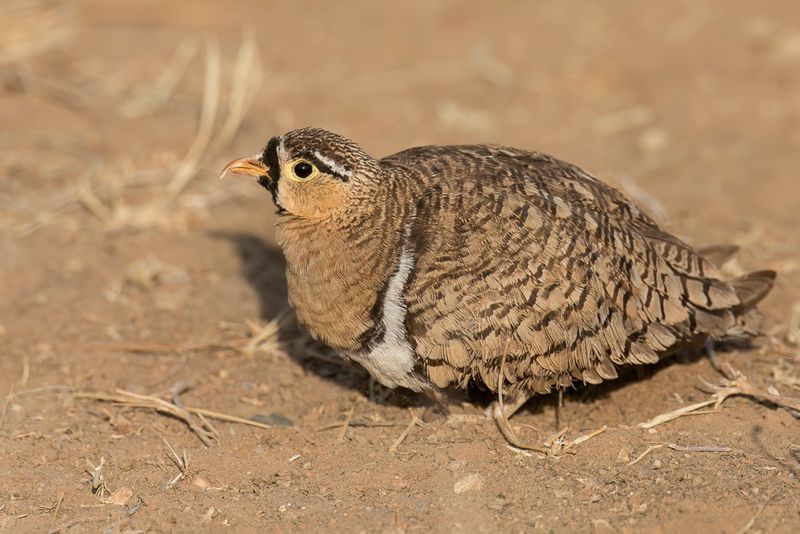 Black-faced Sandgrouse - Maskerzandhoen - Ganga  face noire (m)