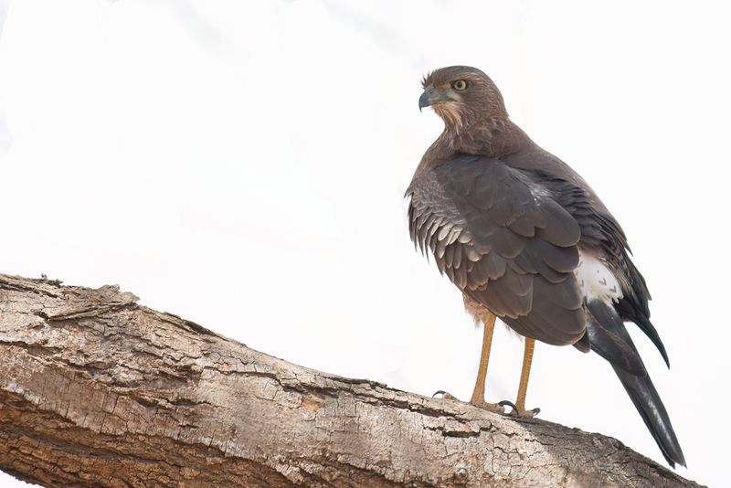 Eastern Chanting Goshawk - Bleke Zanghavik - Autour  ailes grises (j)
