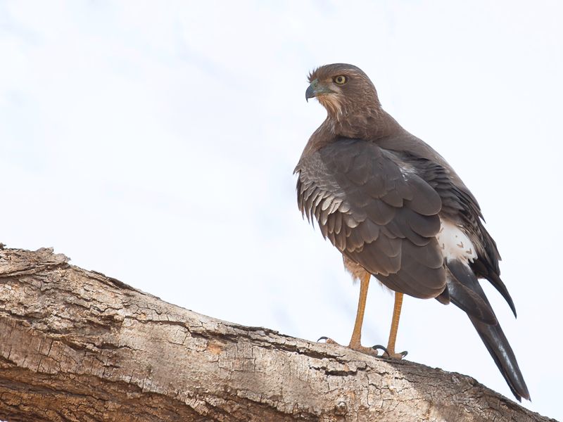 Eastern Chanting Goshawk - Bleke Zanghavik - Autour  ailes grises (j)