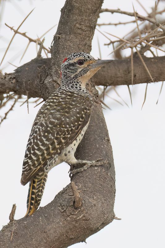 Nubian Woodpecker - Nubische Specht - Pic de Nubie (f)