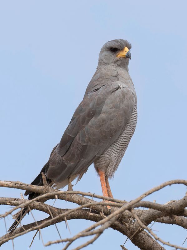 Eastern Chanting Goshawk - Bleke Zanghavik - Autour  ailes grises