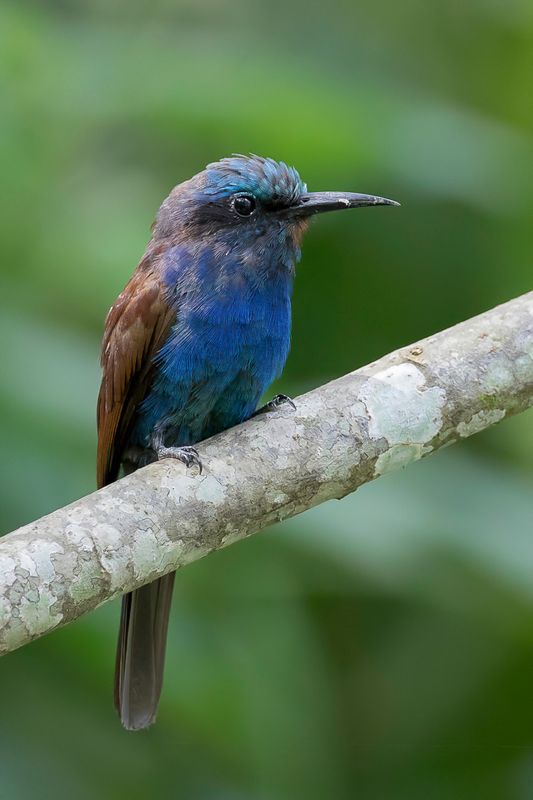 Blue-headed Bee-eater - Blauwkopbijeneter - Gupier  tte bleue (imm)