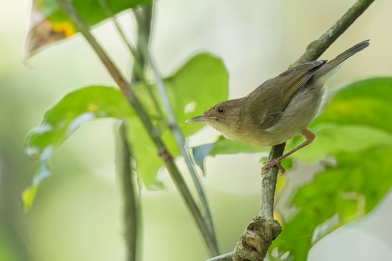 Olive-green Camaroptera - Olijfgroene Camaroptera - Camaroptre  dos vert